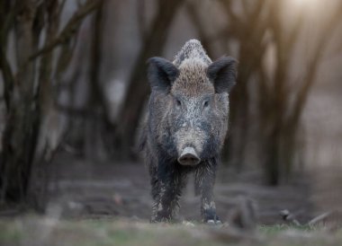 Vahşi domuz (sus scrofa ferus) ormanda yürüyor ve kameraya bakıyor. Doğal yaşam ortamında vahşi yaşam