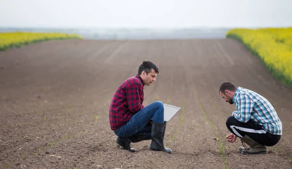 Två Bönder Hukar Sig Majsfält Våren Och Kontrollerar Grödornas Kvalitet — Stockfoto