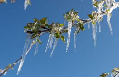 Buzla kaplanmış tomurcukla donmuş dalın kapağını kapat. İlkbaharda meyve üretimi için kötü hava koşulları