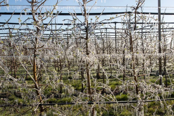 Árboles Frutales Con Brotes Cubiertos Congeladores Colgando Planta Protección Moderna — Foto de Stock