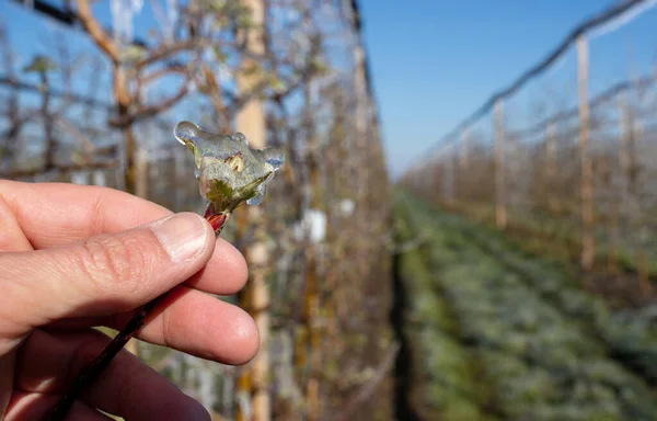 Primer Plano Rama Congelada Con Brote Cubierto Hielo Mal Tiempo — Foto de Stock