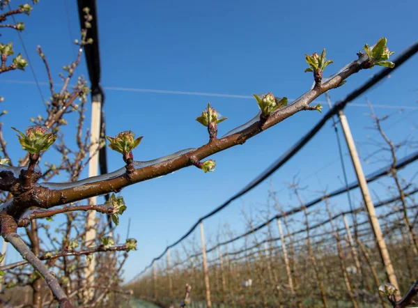 Alberi Frutto Con Boccioli Ricoperti Ghiaccio Moderna Protezione Delle Piante — Foto Stock