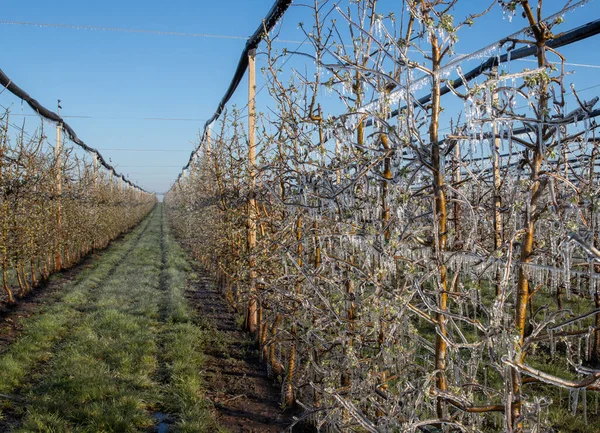 Árboles Frutales Con Brotes Cubiertos Congeladores Colgando Planta Protección Moderna — Foto de Stock