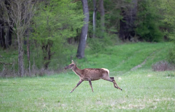 Hind Red Deer Female Running Meadow Wildlife Natural Habitat — Stock Photo, Image