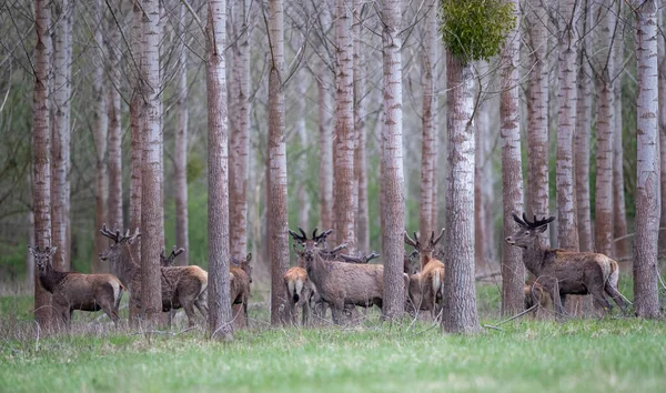 Skupina Červených Jelenů Rostoucími Parohy Jaře Procházky Lese Divoká Příroda — Stock fotografie
