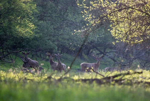 Gruppo Cervi Rossi Con Corna Crescenti Che Camminano Nella Foresta — Foto Stock