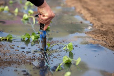 Naylon folyoyu dikebilmek için yerde çiftçi sondajı yapıyor.