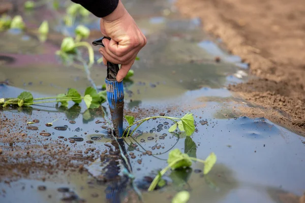 Farmer drilling nylon foil on ground for planting mallow