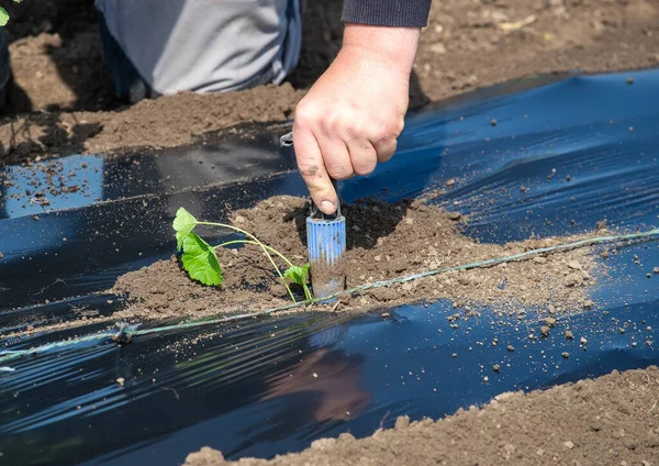 Farmer drilling nylon foil on ground for planting mallow