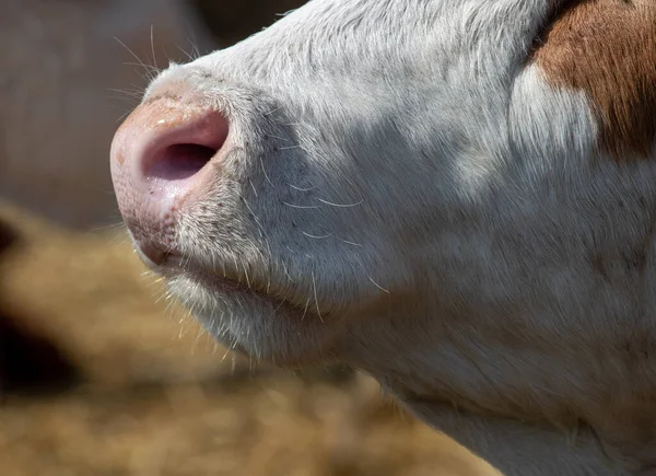 Close Farmer Hands Putting Milking Machine Cow Udders Ranch — Stock Photo, Image