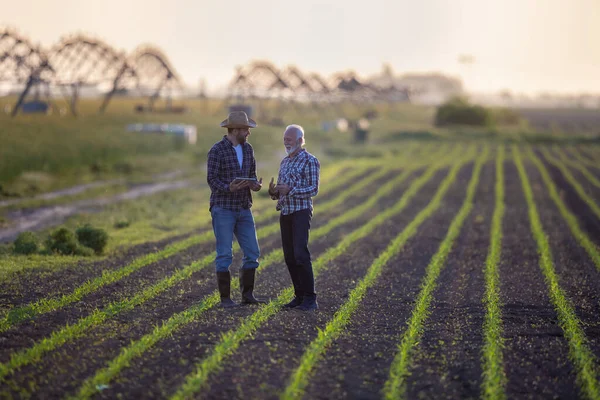两名农民站在灌溉系统前的玉米地里 两名男子使用石碑农业技术谈话 — 图库照片