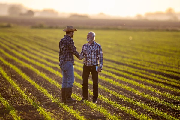 Los Agricultores Llegan Acuerdo Pie Campo Maíz Dos Hombres Estrechando — Foto de Stock