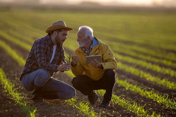 農業のための近代的な技術を使用してトウモロコシ畑に身をかがめる農民 トウモロコシの実生を示す2人の男が学ぶ — ストック写真