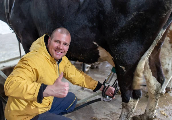 Farmer using automatic milking machine on Holstein cow. Young man crouching smiling happy satisfied showing thumbs up.