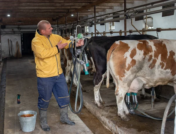 Młody Rolnik Stojący Pomieszczeniach Urządzeniami Udojowymi Mężczyzna Obok Simmental Holstein — Zdjęcie stockowe
