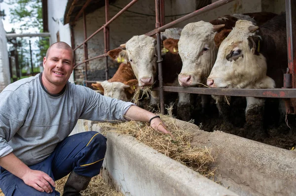 Young Man Crouching Front Simmental Holstein Cows Feeding Them Hay — Stock Photo, Image