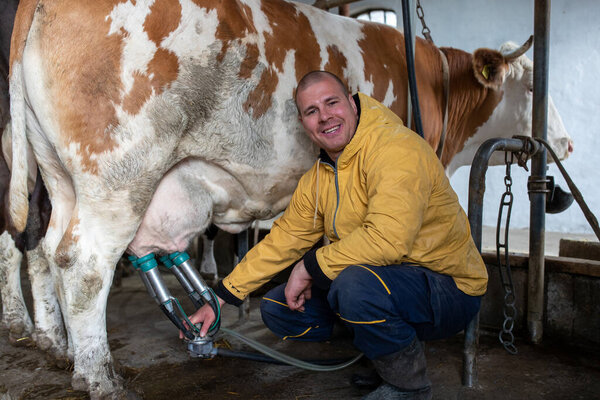 Young dairy farmer crouching next to Simmental cow using milking machine. Man smiling happy satisfied milking dairy bovine indoors.  