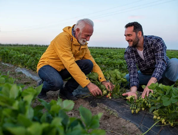 Zwei Bauern Hocken Auf Dem Feld Und Betrachten Erdbeeren Männer — Stockfoto