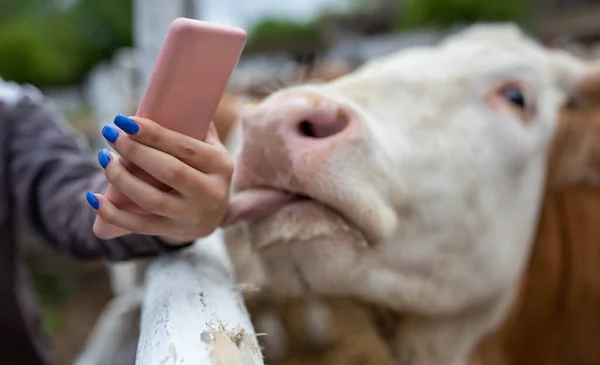 Mädchen Hält Handy Neben Kuh Während Rinder Ihre Hand Lecken — Stockfoto
