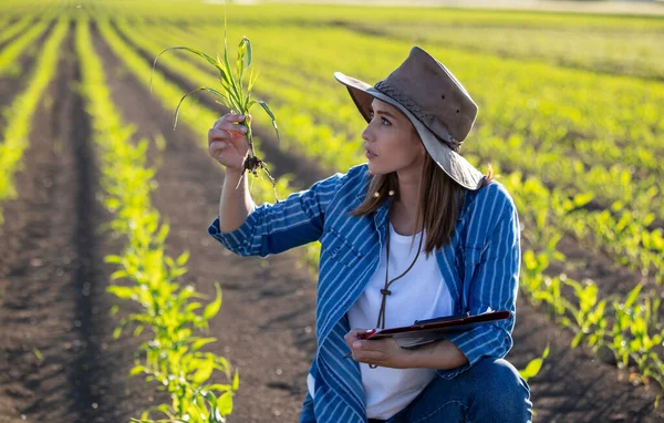 Vrouwelijke Agronomist Inspecteert Jonge Maïs Plant Het Voorjaar Aantrekkelijke Boer — Stockfoto