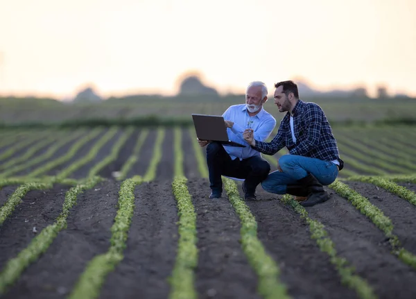 Due Uomini Accovacciati Nel Campo Soia Usando Computer Agricoltore Uomo — Foto Stock