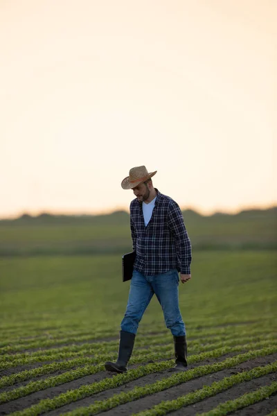 Homem Agrônomo Andando Campo Soja Carregando Laptop Jovem Agricultor Que — Fotografia de Stock