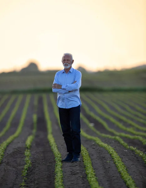 Starszy Mężczyzna Stojący Polach Sojowych Rolnik Agronomist Badania Ziemi Zadowolony — Zdjęcie stockowe