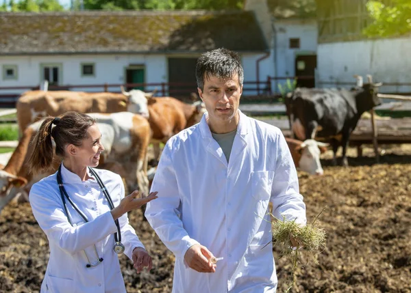 데리고 낙농장을 수의사 가축의 의약품 검사에 이야기하는 — 스톡 사진