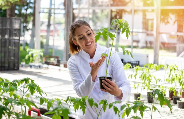 Científica Investigando Protección Cultivos Invernadero Seguimiento Joven Agrónomo Sosteniendo Maceta — Foto de Stock