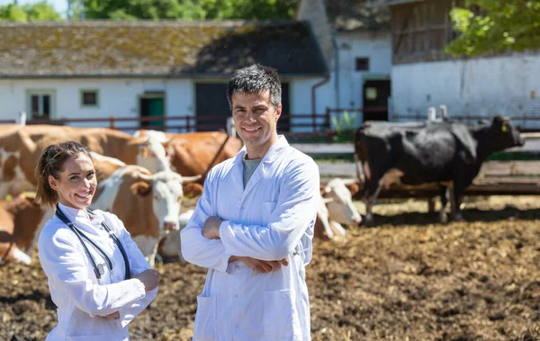 Young man and woman doctors posing with crossed arms making eye contact with camera. Two veterinarians wearing lab coats standing on ranch with cows in background.
