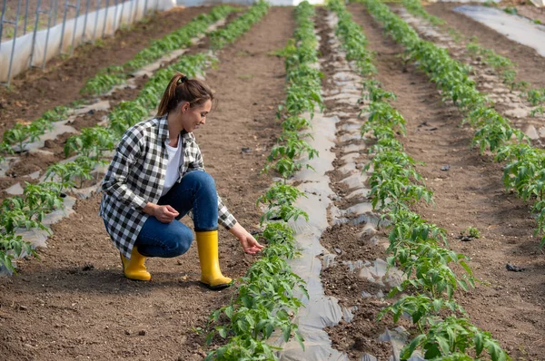 Junger Agronom Kauert Und Berührt Tomatenpflanze Bäuerin Überwacht Tomatenwachstum Gewächshaus — Stockfoto