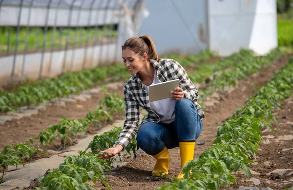 Joven Agrónomo Que Utiliza Tecnología Tabletas Para Recopilar Datos Agricultura — Foto de Stock