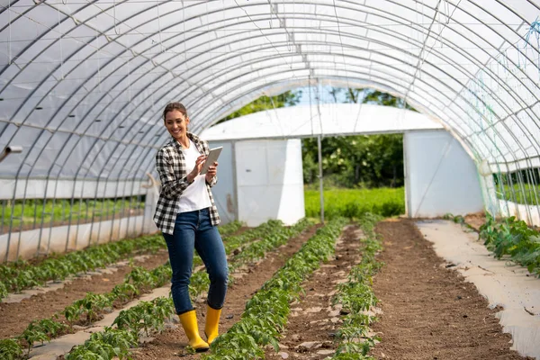 Fazendeiro Fêmea Estufa Verificando Progresso Planta Tomate Engenheiro Usando Tecnologia — Fotografia de Stock