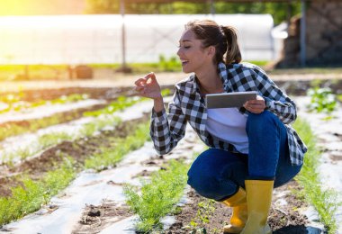 Tarımda tablet kullanan kadın tarım uzmanı. Çiftçi anason tarlasında çömelmiş yaprak gözlüyor.. 