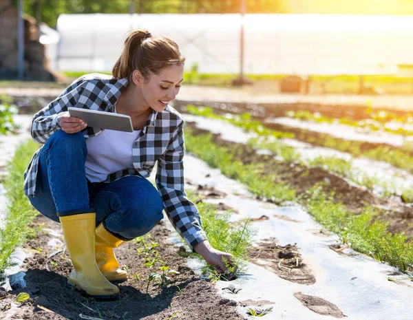 Kvinnlig Agronom Plockar Anis Pimpinella Anisum Växt Innehav Tablett Jordbrukare — Stockfoto