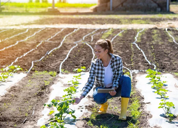 農業のタブレット近代的な技術を使用して女性農家 若い農学者はマヴラ シルベストリス植物を検査する — ストック写真