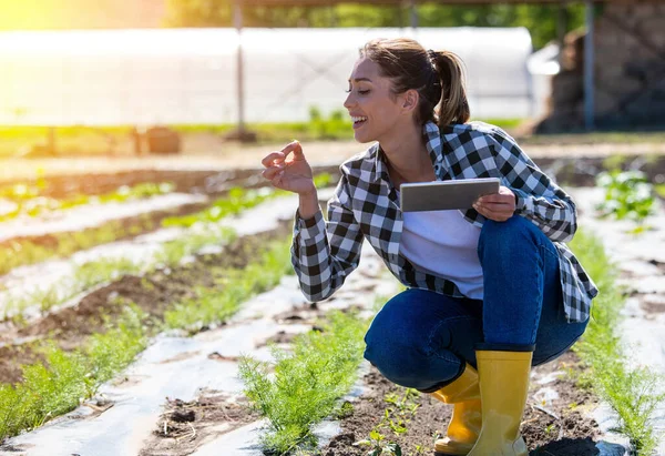 Tarımda tablet kullanan kadın tarım uzmanı. Çiftçi anason tarlasında çömelmiş yaprak gözlüyor.. 