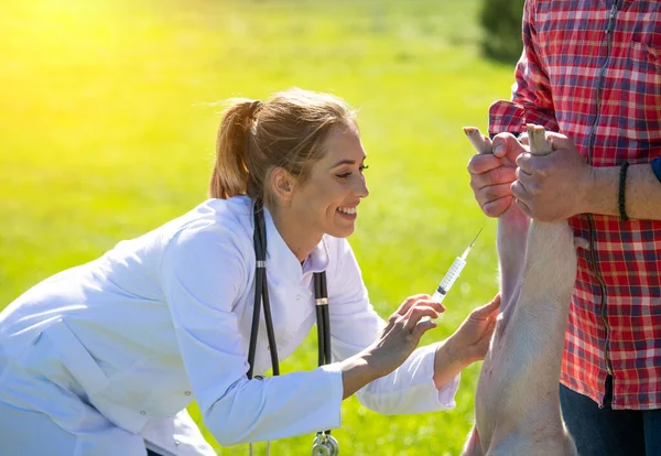 Tierärztin Behandelt Schweine Auf Bauernhof Junge Frau Laborkittel Hält Spritze — Stockfoto