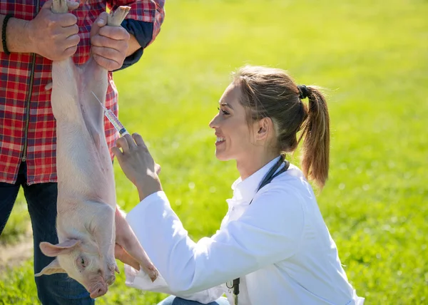 Veterinário Feminino Vestindo Casaco Branco Tratando Porco Fazenda Mulher Médico — Fotografia de Stock