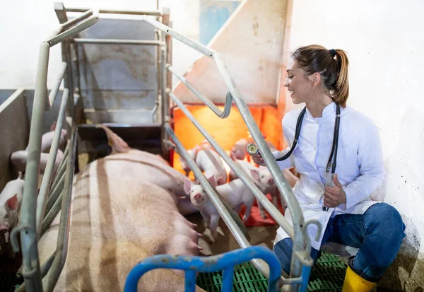 女医生在农场给猪治病 年轻兽医蹲伏在用听诊器检查的哺乳母猪旁边 — 图库照片