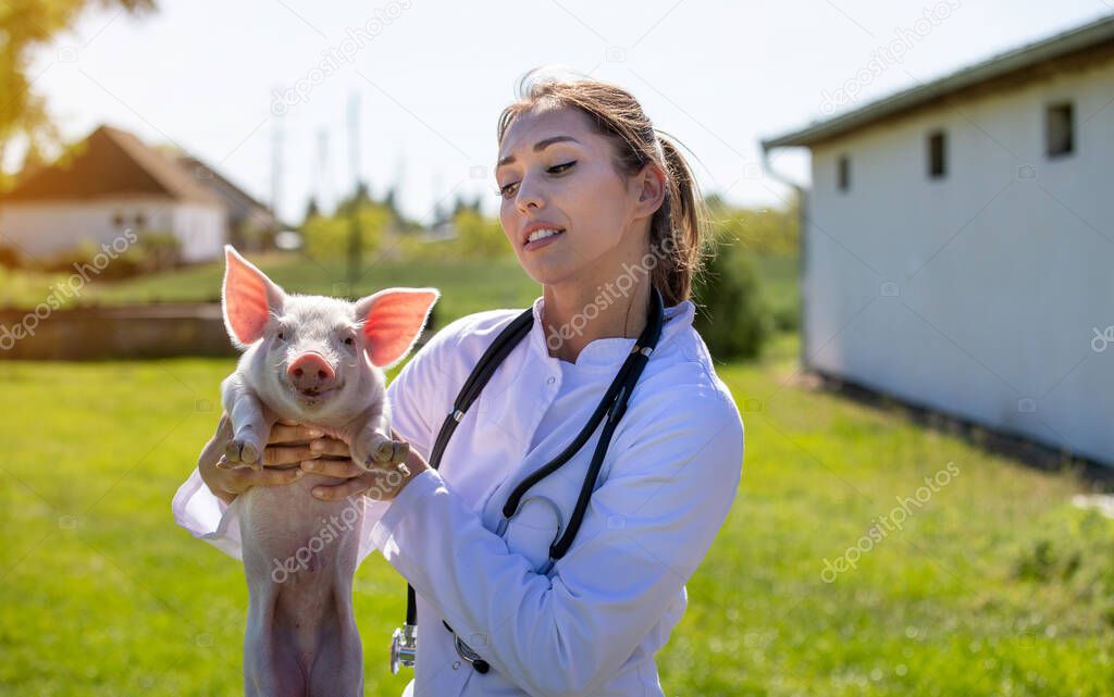 Young vet examining piglet on farm. Woman doctor wearing lab coat holding cute pig on ranch.