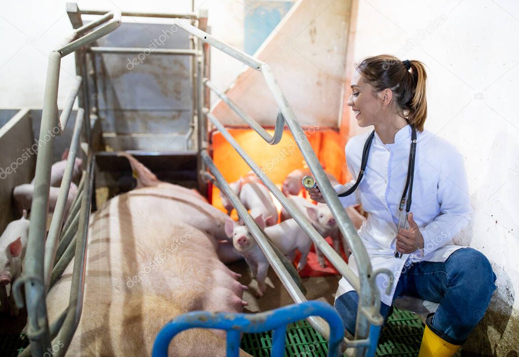 Female doctor treating pigs on farm. Young veterinarian crouching next to nursing sow examining using stethoscope.