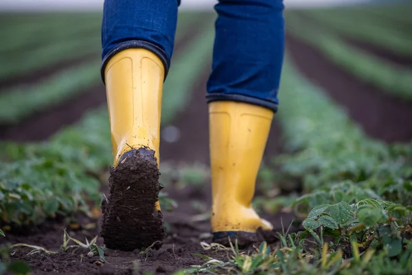 Gros Plan Bottes Gomme Jaune Boueuse Fermier Marchant Dans Champ — Photo