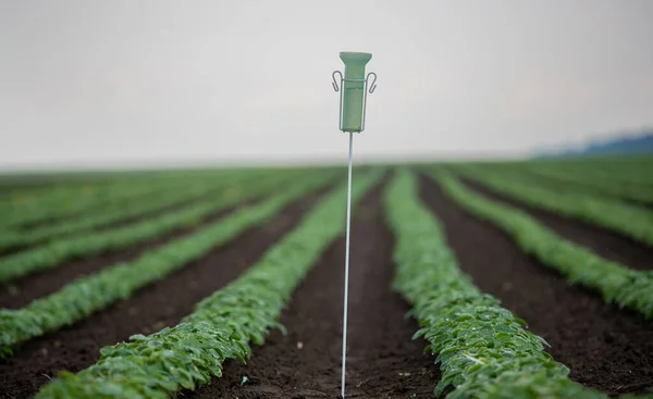 Nahaufnahme Des Regenmessgeräts Feld Nach Starkem Regen Frühjahr — Stockfoto