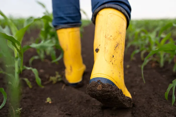 Gros Plan Bottes Gomme Jaune Boueuse Fermier Marchant Dans Champ — Photo