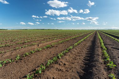 Landscape of young soy field in spring time with blue sky in background