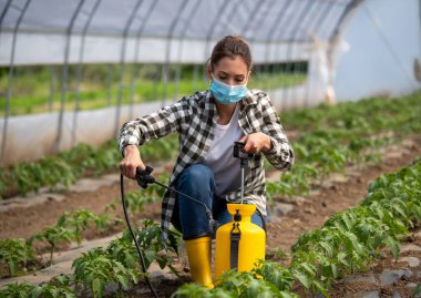 Female farmer crouching in greenhouse spraying tomato plants with pesticides. Young agronomist working in greenhouse wearing protective face mask.