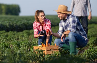 Young woman holding eggplant and man holding tomato. Farmers picking vegetables in field putting them in wooden crate. 
