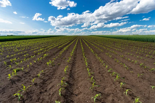 Landscape Young Corn Field Spring Time Blue Sky Background — Stockfoto