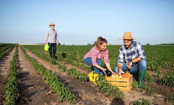 Young Man Woman Crouching Field Picking Vegetables Putting Wodden Crate — Foto Stock